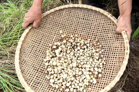 Nghệ An: Cuối vụ hành tăm tăng giá, nhà nông phấn khởi