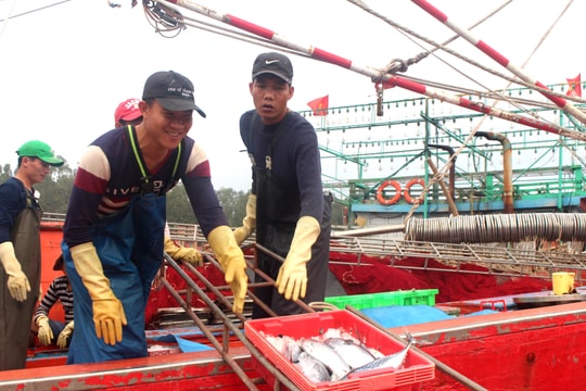 Du lịch mới bắt đầu vào mùa, thương lái đã phải 'săn' hải sản tận bến 