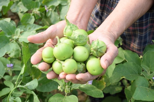 Cà pháo ở Yên Thành rớt giá tận đáy, chỉ 1.000 đồng/kg