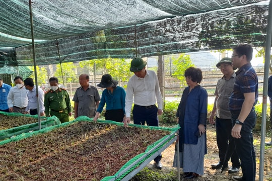 Lãnh đạo tỉnh kiểm tra mô hình trồng, chế biến dược liệu tại Kỳ Sơn