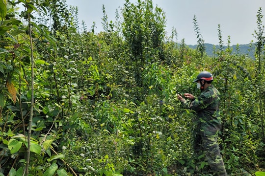 Nghệ An: Phát hiện thi thể người đàn ông trên rẫy sau 9 ngày mất tích bí ẩn