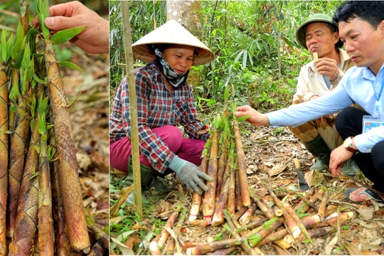 Khôi phục loài măng đặc sản ở miền Tây Nghệ An