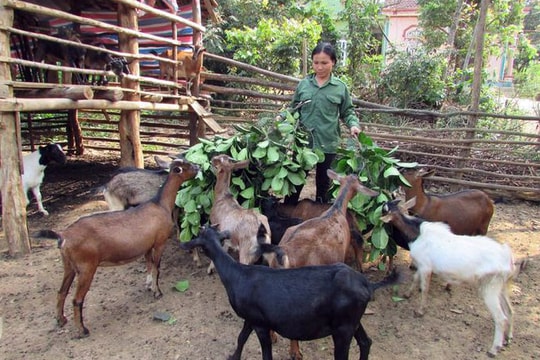 Nuôi con gì cũng phải có ‘tí’ kỹ thuật