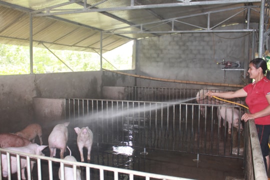 Lợi ích kép trong chăn nuôi nhờ tự chủ con giống 