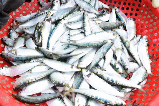 Du lịch bắt đầu sôi động, cá trích tươi xanh đắt khách