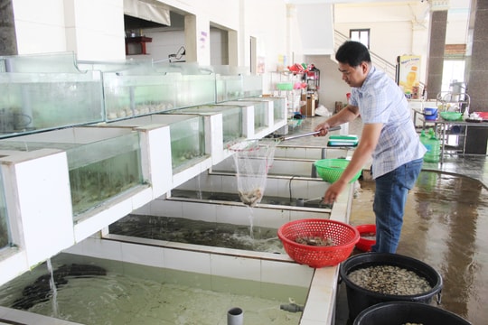 Cách chủ vựa, nhà hàng ở Nghệ An giữ hải sản 'tươi rói' phục vụ du khách