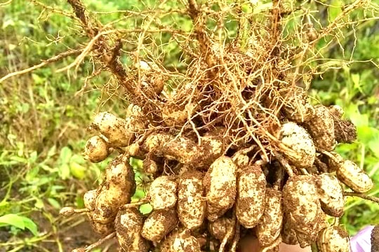 Nghệ An: Lạc xuân thu hoạch sớm đắt khách ngay tại ruộng