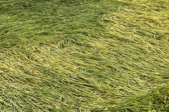 Nhiều diện tích lúa Xuân đổ rạp do mưa lớn