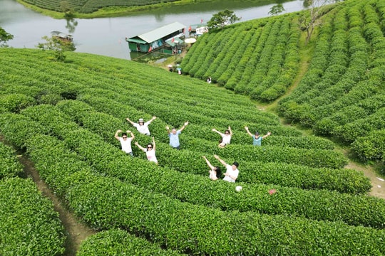 Đảo chè Cầu Cau hút khách dịp nghỉ lễ