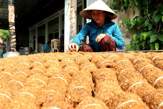 Hướng mới cho cây thuốc lào trên đất Nghệ An