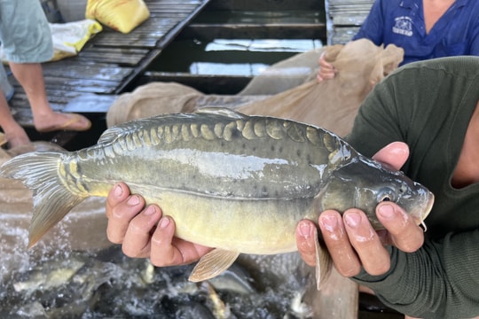 Lão nông thu tiền tỷ nhờ nuôi cá chép giòn