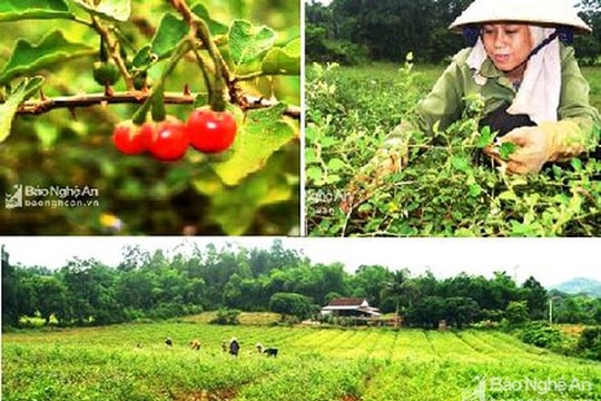 Nghệ An phát triển bền vững cây dược liệu