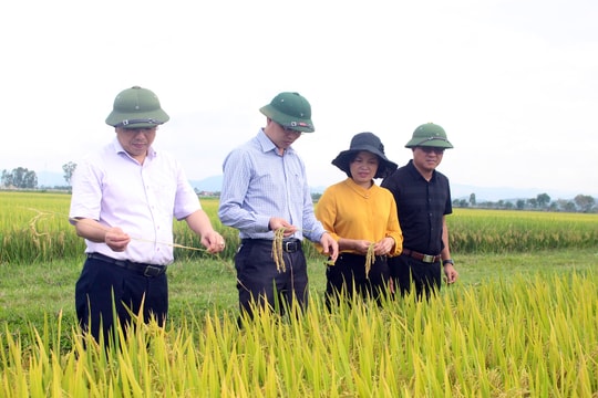 Lãnh đạo Sở Nông nghiệp và PTNT kiểm tra tình hình lúa vụ xuân