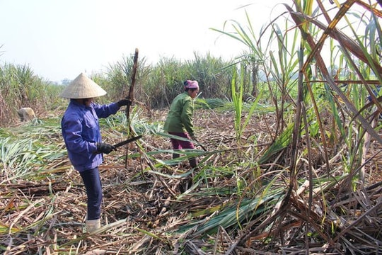 Anh Sơn: Hiệu quả của việc đưa cây mía ra vùng đất bãi ven sông 