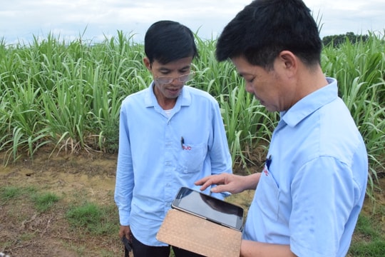 Diện tích mía trồng mới của Công ty CP Mía đường Sông Con tăng mạnh