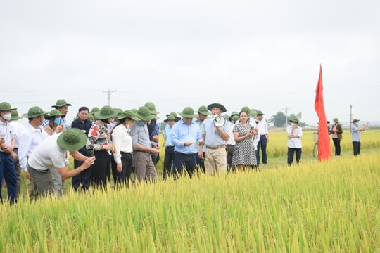 Giống lúa thuần chất lượng cao HDT10 và HD11 tại Yên Thành đạt năng suất cao