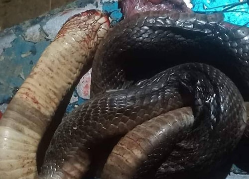 Người đàn ông bị rắn độc cắn tử vong khi đi thả lưới