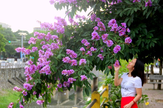 Tuyến đường bằng lăng tím - điểm check-in tuyệt đẹp tại thành Vinh