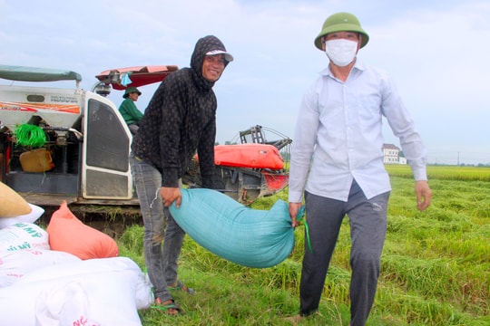 Nhộn nhịp máy gặt trên những cánh đồng vàng ở Nghệ An