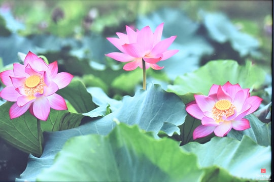 Nghệ An: 50 tác phẩm trưng bày tại Triển lãm Ảnh nghệ thuật ‘Đời Sen’