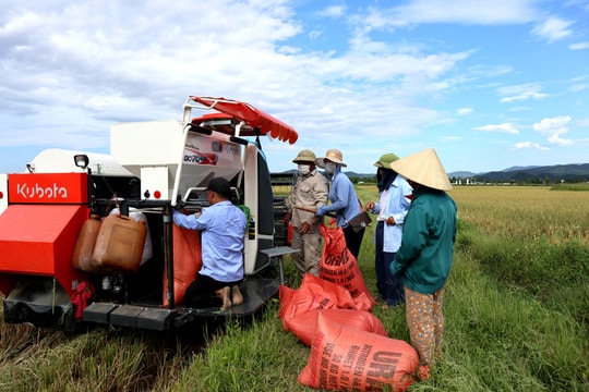 Nghệ An: Giá dịch vụ gặt máy tăng, nhiều nơi khan hiếm