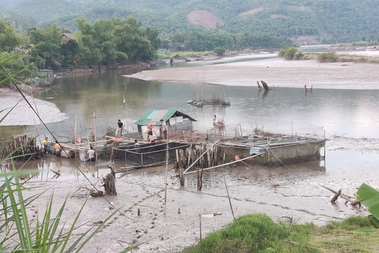 Nghệ An: Thủy điện điều tiết xuống mực nước chết, hàng loạt lồng cá bị mắc cạn
