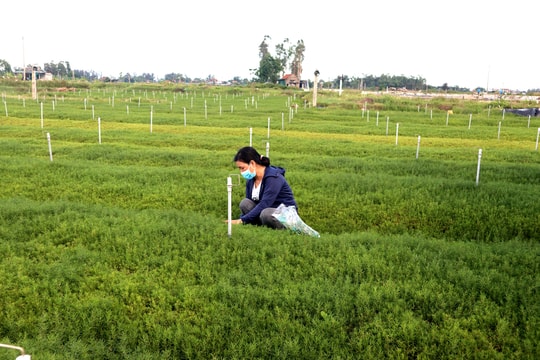 Nghệ An: Thuần hóa rau dại trên đất nhiễm mặn, thu hàng trăm triệu đồng/ha