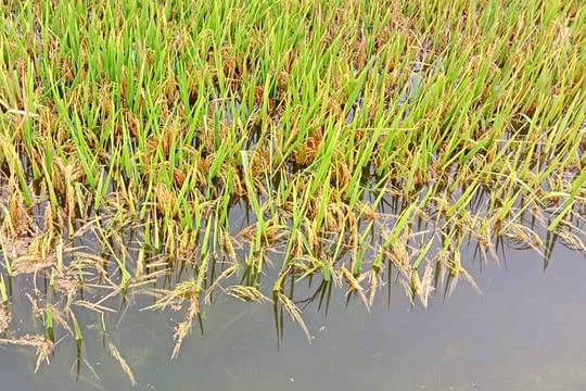 Mưa lớn gây ngập sâu nhiều diện tích lúa ở Thanh Chương