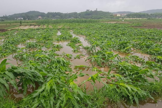 Mưa lớn bất thường, nông dân Nghệ An thiệt hại khá nặng 