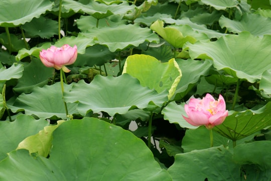 Thơm ngát hương sen trên quê Bác tháng Năm