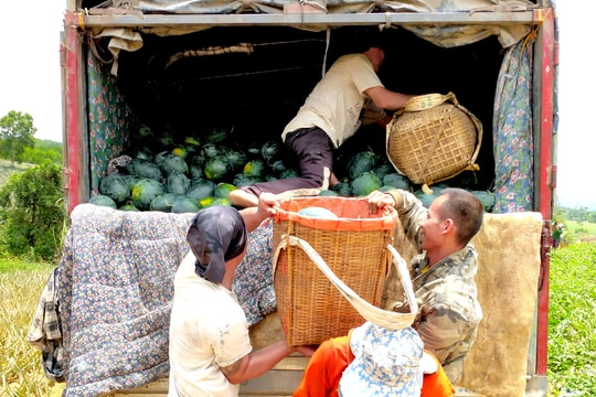Đóng cửa khẩu biên giới, dưa hấu Nghệ An vẫn 'được mùa, được giá'