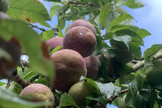 Mường Lống mùa mận chín