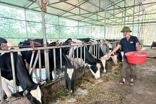 Hiệu quả từ liên kết nuôi bò sữa ở thị xã Thái Hòa