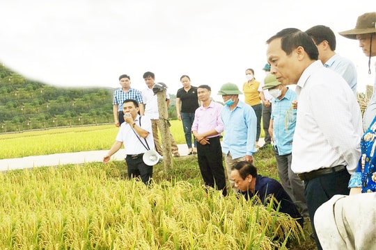 Hội Nông dân tỉnh Nghệ An đánh giá mô hình canh tác lúa thân thiện với môi trường
