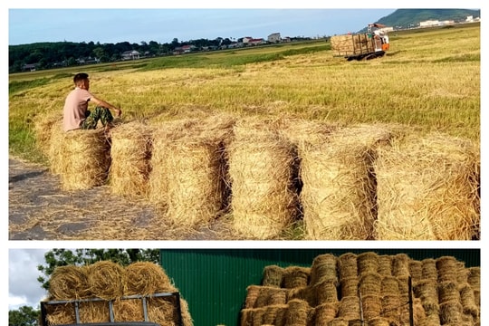 Nghệ An: Nhân rộng mô hình  rơm 'vàng' sau thu hoạch
