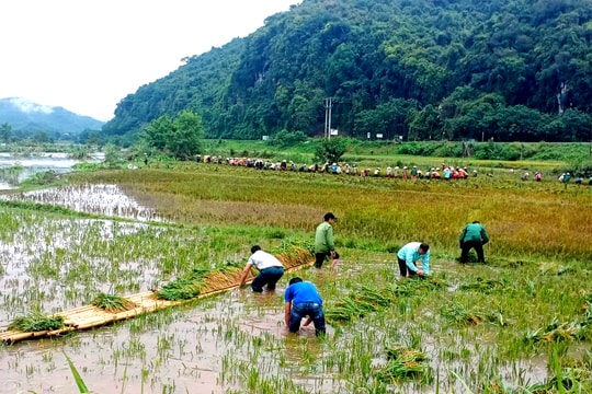 Quế Phong: Huy động lực lượng gặt lúa giúp dân chạy lụt
