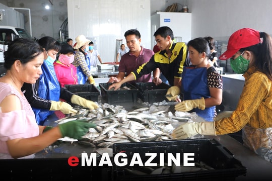 Nâng giá trị hải sản sau khai thác: Bài 2: Bất cập trong bảo quản, chế biến