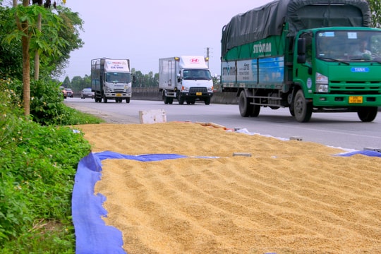 Ẩn họa từ việc biến lòng đường thành nơi phơi lúa