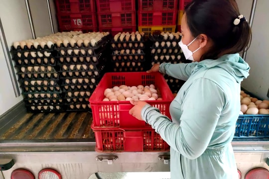 Trứng gia cầm tăng giá, nông dân Nghệ An phấn khởi vào đàn 