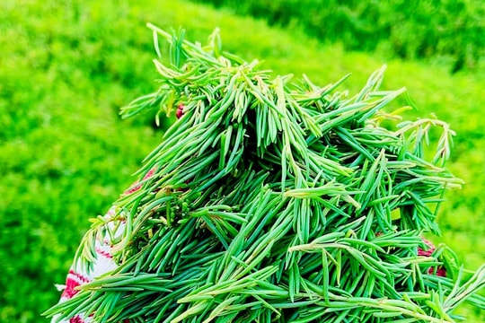 Chàng trai 8X Nghệ An khởi nghiệp với cây rau chịu mặn