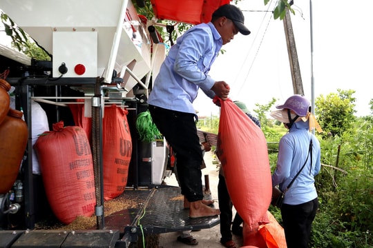 Lúa vụ xuân ở nhiều địa phương của Nghệ An năng suất thấp, giá bán giảm