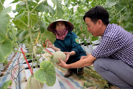 Hiệu quả từ mô hình sản xuất trong nhà lưới ở Yên Thành