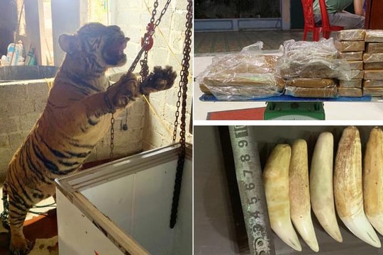 Bắt giữ hai vợ chồng mua hổ từ Nghệ An mang về nấu cao