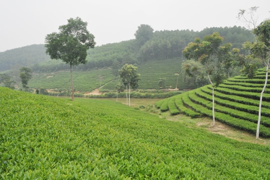 Ngày Môi trường Thế giới năm 2022: Xây dựng lối sống xanh hơn, sạch hơn 