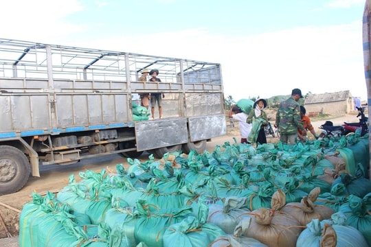 Giá muối tăng cao kỷ lục, diêm dân Quỳnh Lưu phấn khởi bám đồng