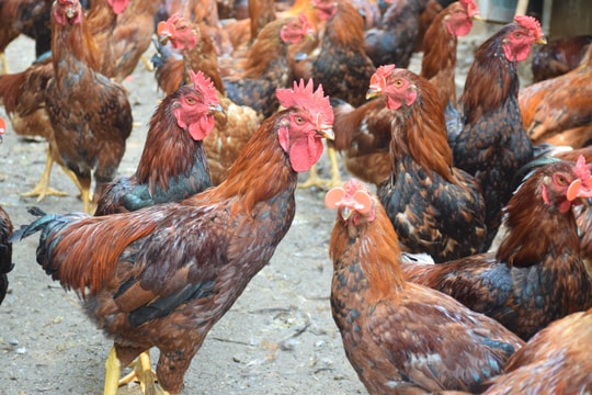 Gà thịt ở Nghệ An tăng giá kỷ lục