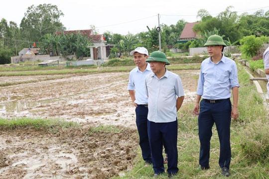 Nông dân Hưng Nguyên đẩy nhanh tiến độ gieo cấy lúa hè thu