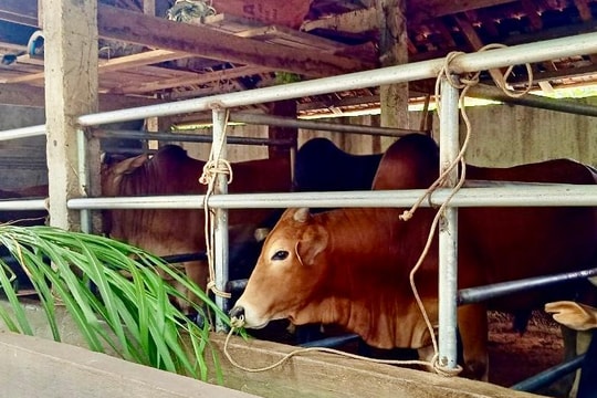 Nông dân huyện miền núi cao thoát nghèo từ nuôi trâu, bò vỗ béo 