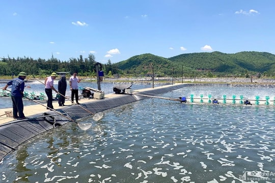 Nghệ An: 6 tháng nuôi thả hơn 1.250 ha tôm