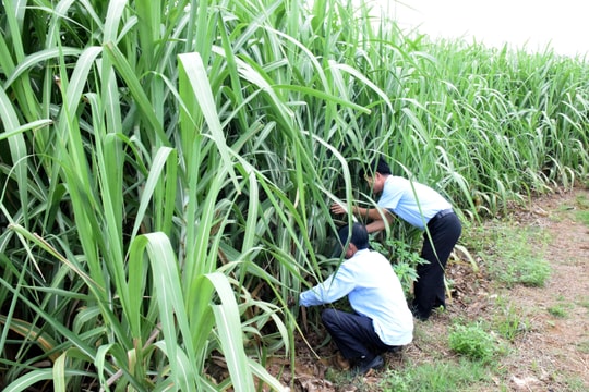 Công ty cổ phần Mía đường Sông Con: 